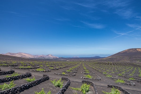 Wine Tours Lanzarote